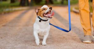 Dog walking tips to embrace while working from home